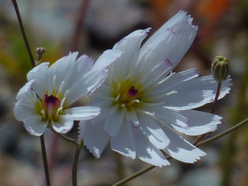 dv white flower.jpg